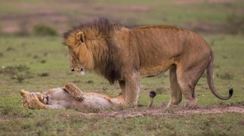 Salah satu momen unik nan lucu lainnya adalah saat seekor harimau menutup mata saat dihampiri oleh seekor singa. Istimewa/Boredpanda.