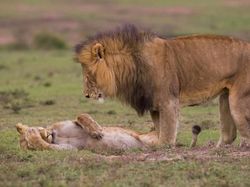 Melihat Tingkah Lucu Para Hewan dari Jepretan Kamera