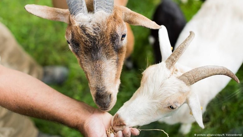 Siswa di Berlin Bersekolah dengan Kambing Siswa di Berlin Bersekolah dengan Kambing