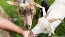 Siswa di Berlin Bersekolah dengan Kambing Siswa di Berlin Bersekolah dengan Kambing