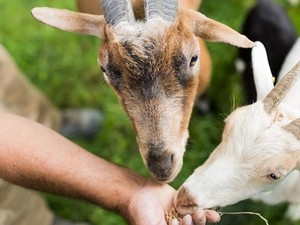 Siswa di Berlin Bersekolah dengan Kambing