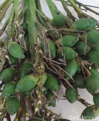 Tambah Stamina dengan Nyeruput Teh Telor Pinang Muda ala Pekanbaru Ini