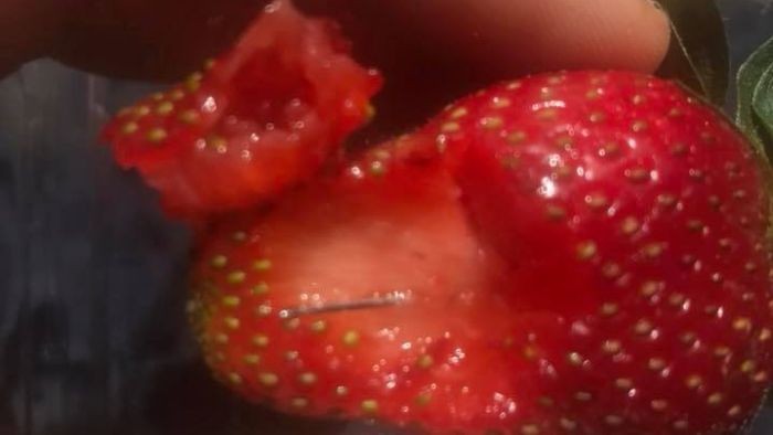 Krisis Jarum Stroberi Meluas di Australia, Ada Balas Dendam ke Industri