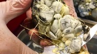 Di Meksiko, jagung yang terserang bakteri jamur akan memiliki permukaan berwarna abu-abu. Jamur dari bakteri ini justru jadi makanan popular, yang disebut Huitlacoche. Teksturnya lembut, dan rasanya unik. Foto: Istimewa
