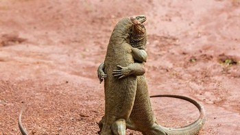 Lucunya dua ekor kadal saat berdansa Tanggo. Istimewa/Boredpanda.