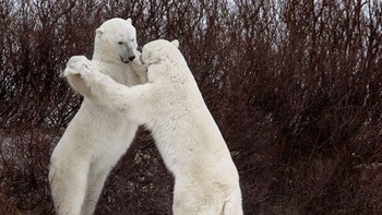 Dua ekor beruang kutub terlihat menikmati waktu berdansa bersama.  Istimewa/Boredpanda.