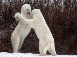 Melihat Tingkah Lucu Para Hewan dari Jepretan Kamera