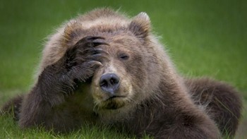 Tak cuma manusia, beruang madu pun bisa pusing juga lho. Istimewa/Boredpanda.