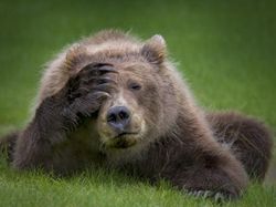 Melihat Tingkah Lucu Para Hewan dari Jepretan Kamera