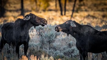 Hewan pun juga bisa lho meledek temannya. Istimewa/Boredpanda.