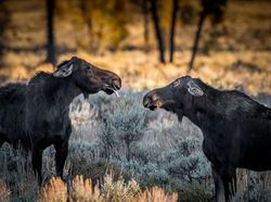 Melihat Tingkah Lucu Para Hewan dari Jepretan Kamera