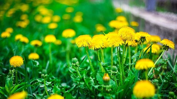 calendula daylily dandelion