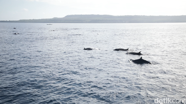 Andri Pranata dan Euodia Octavia juga diajak menyaksikan atraksi memukau yakni melihat lumba-lumba di lautan. Lokasinya di antara Pulau Wangi-wangi dan Kapota (Zaky Fauzi Azhar/detikTravel)