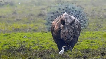 Waktu pengambilan gambar yang tepat seringkali menghasilkan sebuah foto yang mengagumkan. Seperti foto salah seorang fotografer ini yang memotret seekor badak dengan buntut yang mengembang. padahal ada burung merak lho di belakang badak itu. Istimewa/Boredpanda.