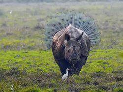 Melihat Tingkah Lucu Para Hewan dari Jepretan Kamera