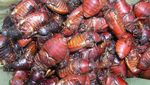 10 Makanan Ini Dianggap Menjijikkan Tapi Digemari Banyak Orang
