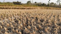 Salah satu sawah yang mengalami kekeringan ada di Desa Mrican, Kecamatan Jenangan, Kabupaten Ponorogo, Jawa Timur. Banyak petani di wilayah tersebut kesulitan mendapatkan air irigasi pada saat musim kemarau seperti sekarang, sehingga ratusan hektare lahan dibiarkan tanpa tanaman. ANTARA FOTO/Siswowidodo