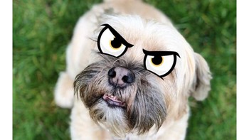 Tak semua pengguna iPhone bisa ikut seru-seruan. Yang ini, misalnya, ketika iPhone miliknya tak punya kapasitas penyimpanan cukup buat install iOS 12. (Foto: Twitter)