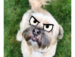 Seru-seruan di iOS 12: Ukur Kucing, Pamer Memoji