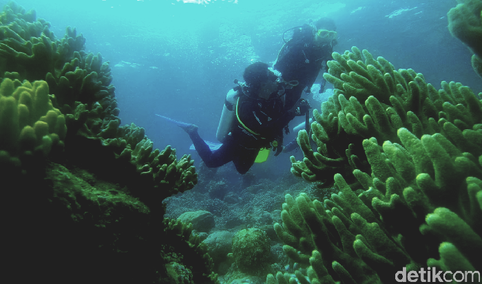 Bawah Laut Wakatobi