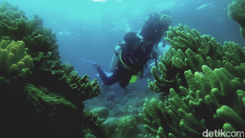 Bawah Laut Wakatobi