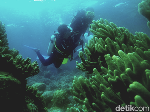 Selamat! Wakatobi Dapat Penghargaan Desa Wisata Tourism Award