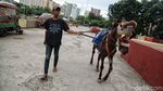 Delman Kembali Hadir Pasca Asian Games