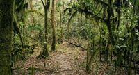 Hutan Mankira, Kafa, Ethiopia (Thomas Lewton/BBC Travel)