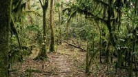Bak Taman Eden buah kopi liar jatuh ke tanah hingga tumbuh dengan send