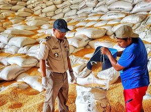 Pasokan Jagung Dalam Negeri Melimpah, Kok  Harga Pakan Tetap Mahal?