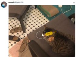 Seru-seruan di iOS 12: Ukur Kucing, Pamer Memoji