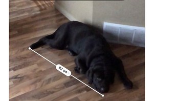 Measure App di iOS 12 kembali dipuji, dengan netizen ini sukses mengukur anjing peliharaannya. (Foto: Twitter)