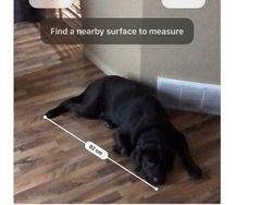 Seru-seruan di iOS 12: Ukur Kucing, Pamer Memoji