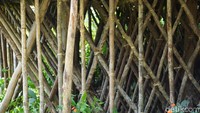 Rumah Kaki Seribu yang masih tradisional hanya menggunakan rotan dan kayu tanpa paku. Jika ada yang lapuk maka akan diganti bagian yang lapuk saja tanpa membongkar rumah secara keseluruhan (Masaul/detikTravel)  