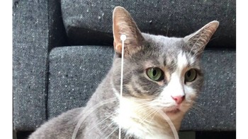 Fitur Measure App menjadi salah satu yang ramai dibahas. Pengguna jadi seru-seruan mengukur segala macam, termasuk kucing. (Foto: Twitter)