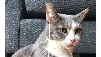 Seru-seruan di iOS 12: Ukur Kucing, Pamer Memoji
