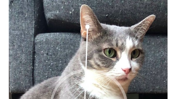 Seru-seruan di iOS 12: Ukur Kucing, Pamer Memoji