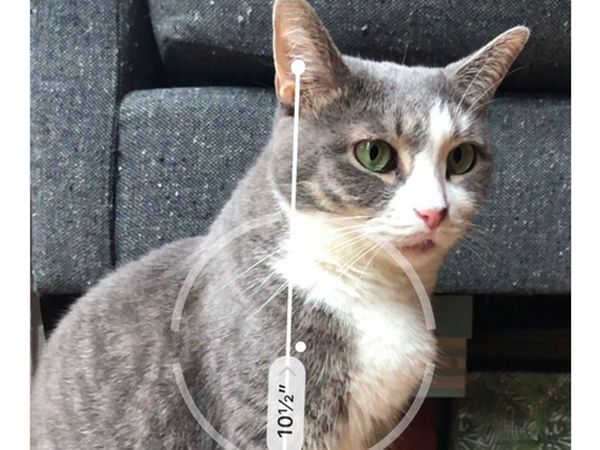 Seru-seruan di iOS 12: Ukur Kucing, Pamer Memoji
