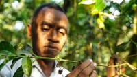 Hari ini, Kafa Coffee Biosphere Reserve telah ada untuk melindungi kopi hutan asli Ethiopia, di mana tanaman tumbuh secara alami. Hutan itu sudah seperti rumah  di mana sangat hijau dan berlumut (Thomas Lewton/BBC Travel)