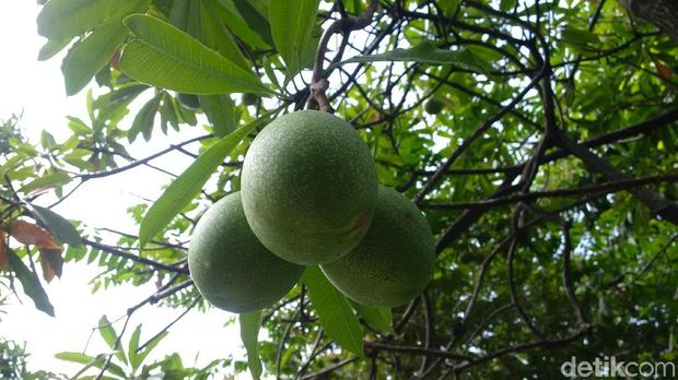 Buah Bintaro di area Gedung Sate Bandung