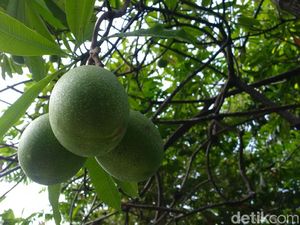 Berkebun di Pinggir Jalan