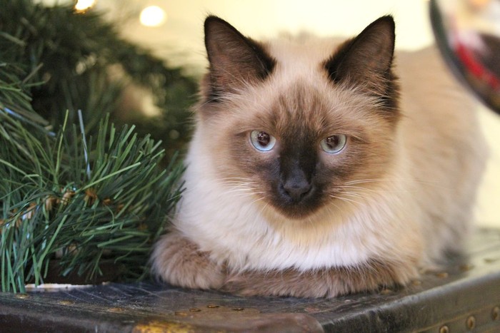 Ragdoll cat, 6 months old, sitting in front of white background