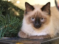 5 Manfaat Kesehatan Jadi Pecinta Kucing Seperti Prabowo Subianto