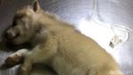 Lucunya Siberian Husky Sebelum Mati Berujung Gugatan ke Dokter