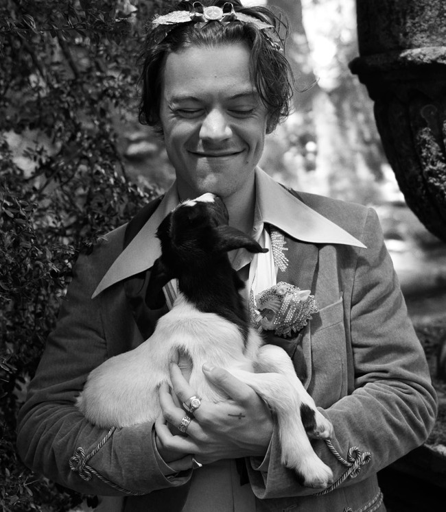 Harry Styles pemotretan ditemani beberapa model tak biasa. Bukan manusia, melainkan hewan seperti babi dan anak kambing. Foto: Dok. Gucci