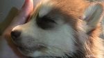Lucunya Siberian Husky Sebelum Mati Berujung Gugatan ke Dokter