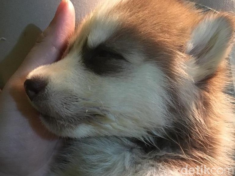 Siberian Husky Mati, Dokter Hewan di Tangsel Lolos Gugatan Rp 1,5 M Siberian Husky Mati, Dokter Hewan di Tangsel Lolos Gugatan Rp 1,5 M