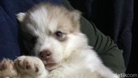 Nyawa anjing itu tidak tertolong lagi. Nadhilla lalu menggugat dokter yang berdomisili di Pamulang tersebut senilai Rp 1,5 miliar. (ist)