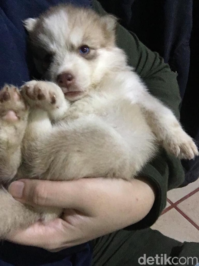 Digugat Rp 1,5 M, Dokter Bantah Penyebab Kematian Siberian Husky Digugat Rp 1,5 M, Dokter Bantah Penyebab Kematian Siberian Husky