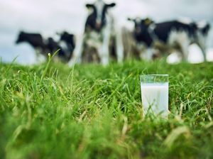 Saat Ribuan Ton Susu Jerman Barat Tercemar Ledakan Nuklir